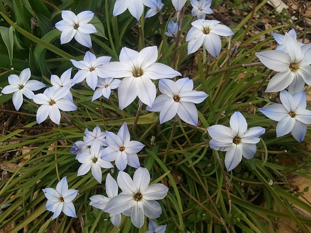 Ipheion (Starflower)